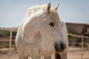 Rescued horse