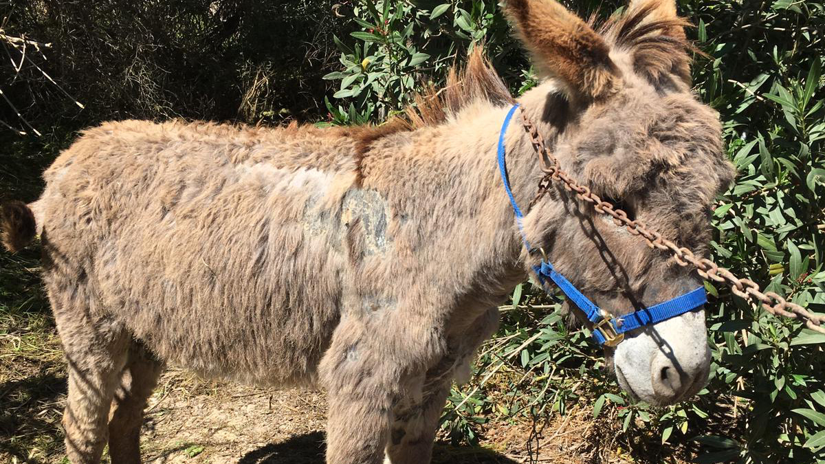 abandoned baby donkey