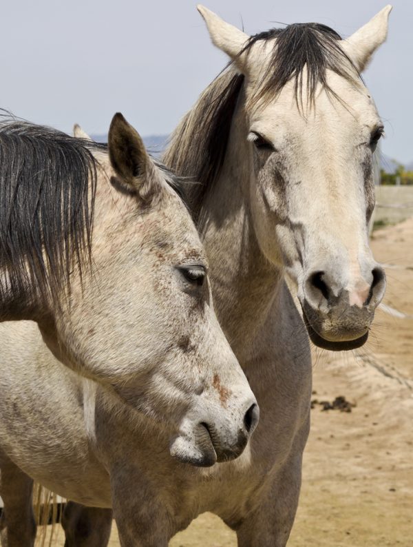 Rescued arab horses Spirit and Linda May