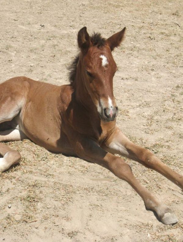 Harry Trotter as a foal