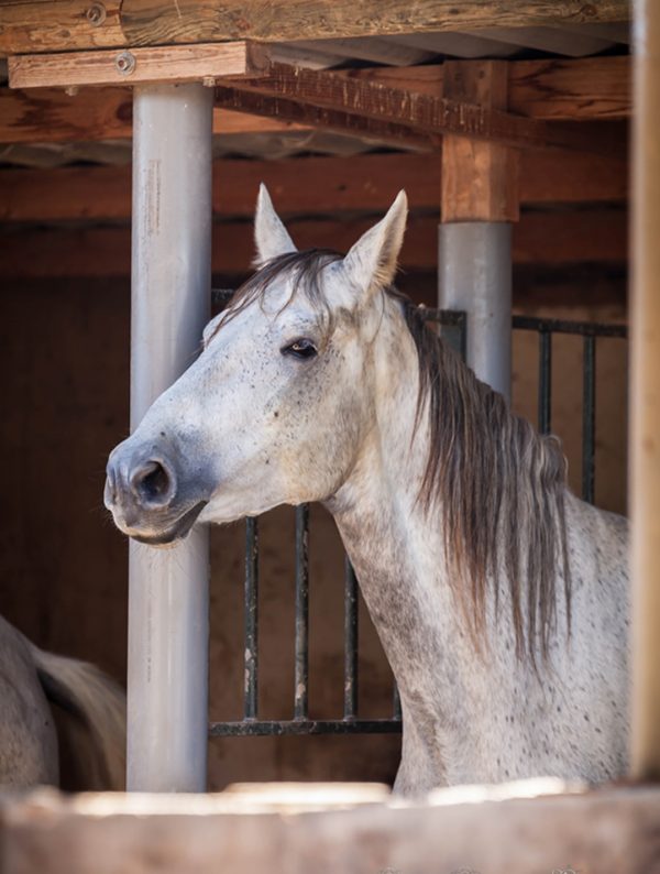 Rescued horse Jett