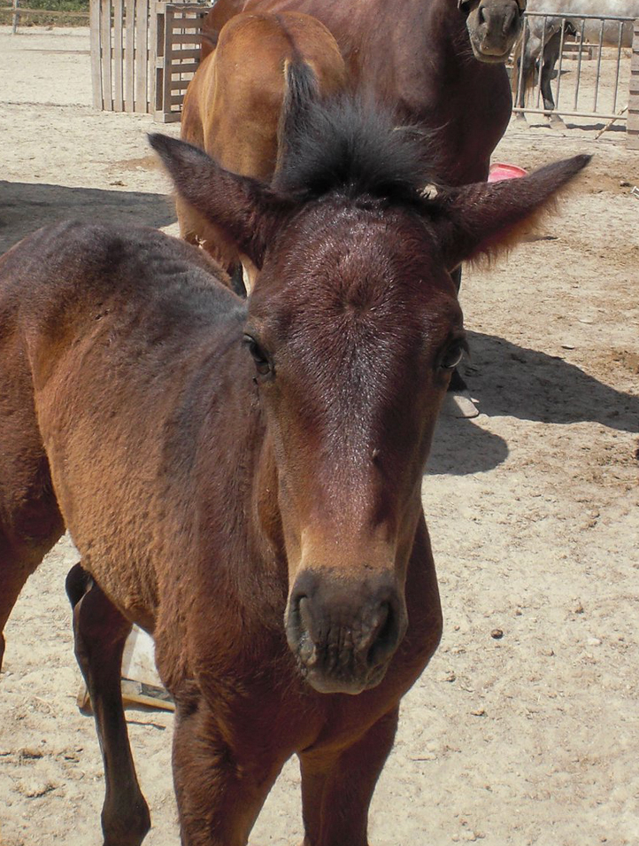 Katy-Rose as a foal