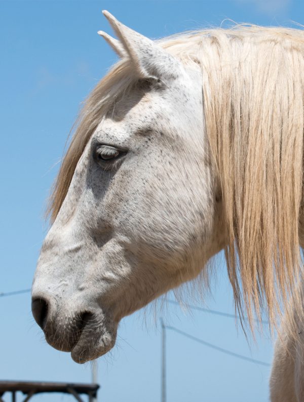 Rescued horse Leo