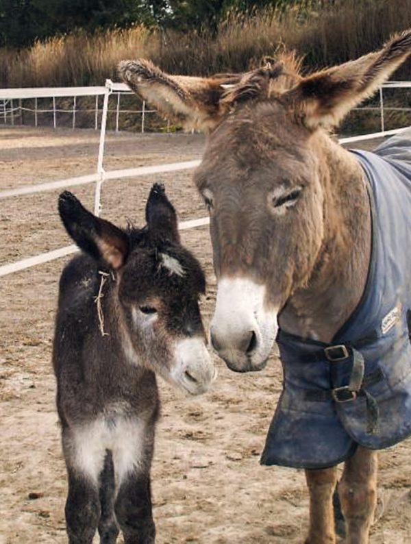 Baby donkey Valentino and mum Gin