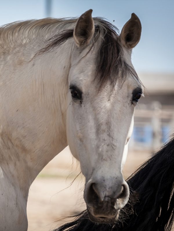 rescued horse Luna