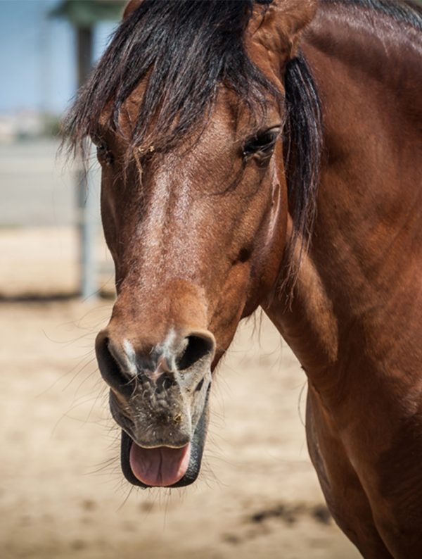 Rescued horse Mimosa