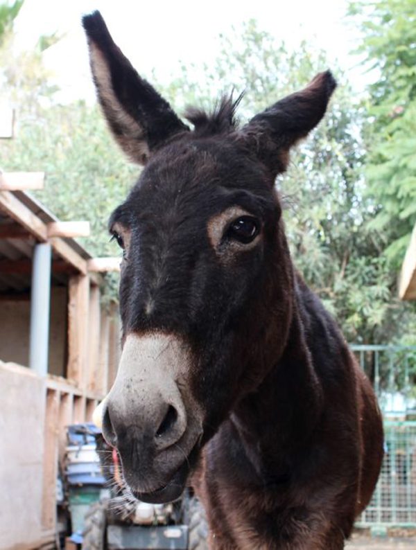 Rescued donkey Minty
