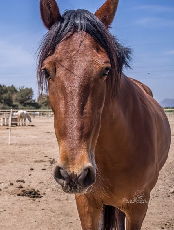 Rescued mare Nakita