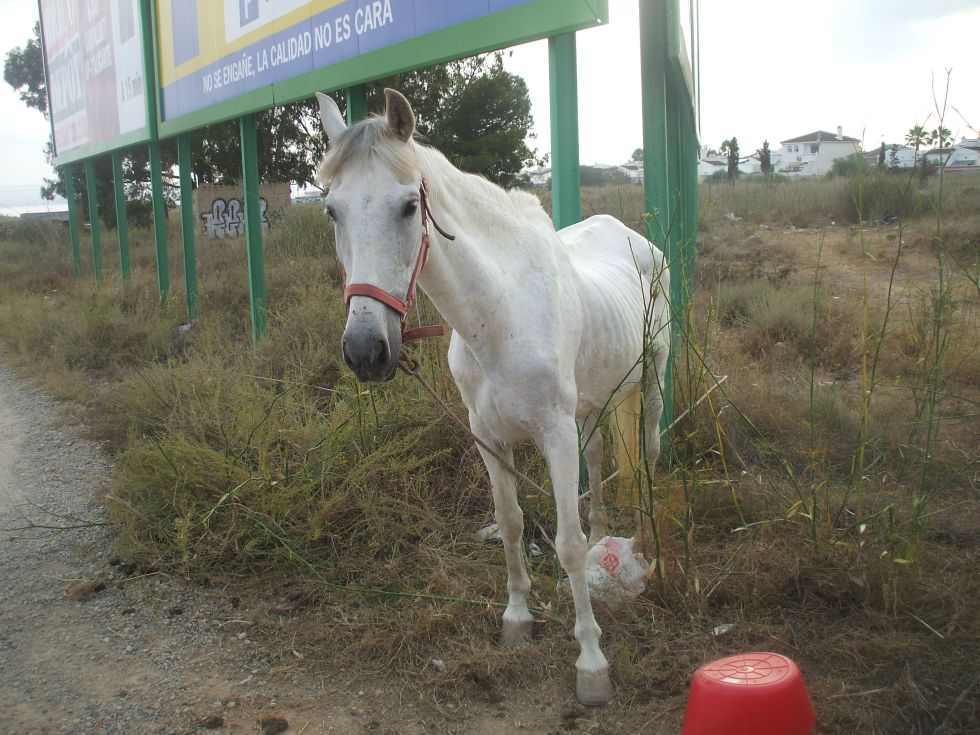 Blanca when rescued