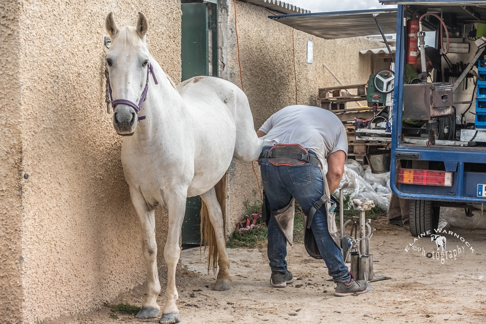 Rescued horse with farrier