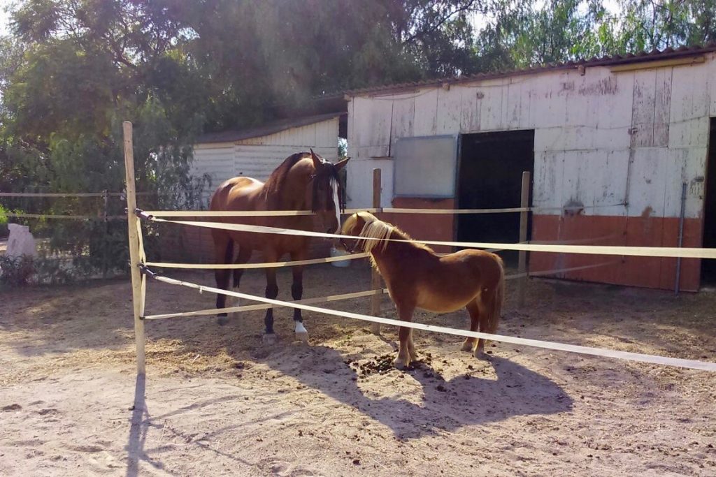 Rescued pony successfuly adopted