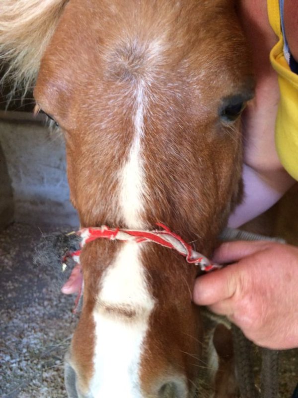 Rescued pony with face injury