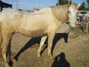 Rescued horse Gyspsy Lady