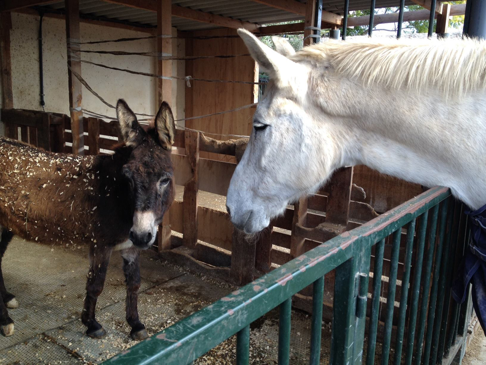 Little Lady the donkey and Dexter the mule