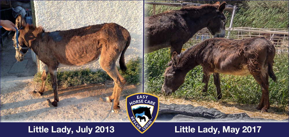 Rescued donkey before and after