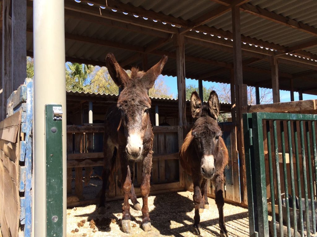 Rescued donkeys Della and Lady