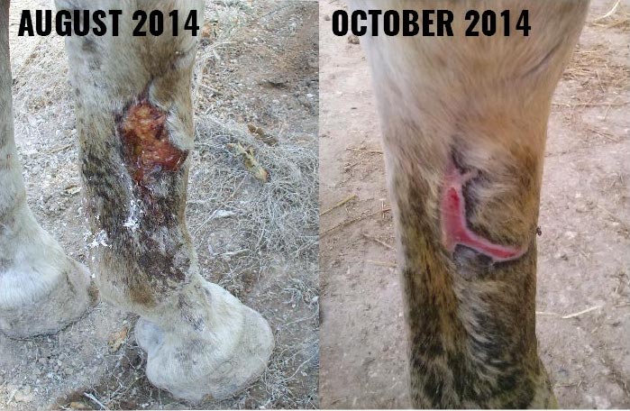 A severe and infected cut on her front leg also responded well to treatment.