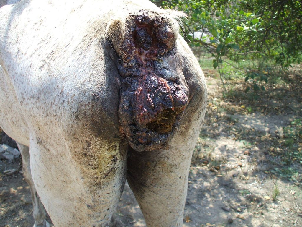 Melody had actually broken off her tail bone.