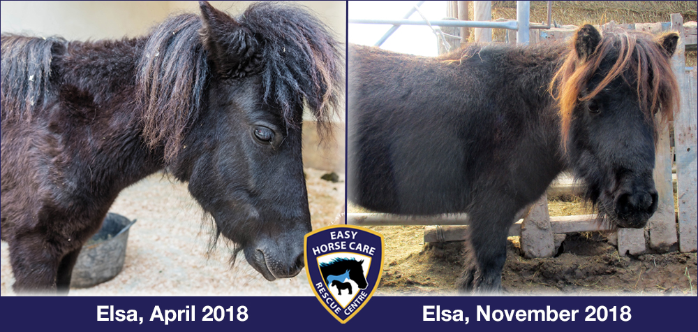 Elsa the pony, before and after