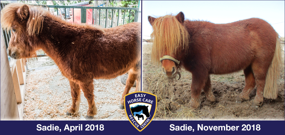 Sadie the pony, before and after