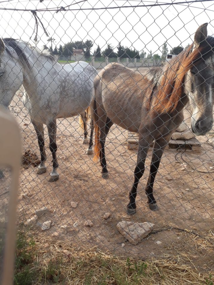 Silver and April before the rescue