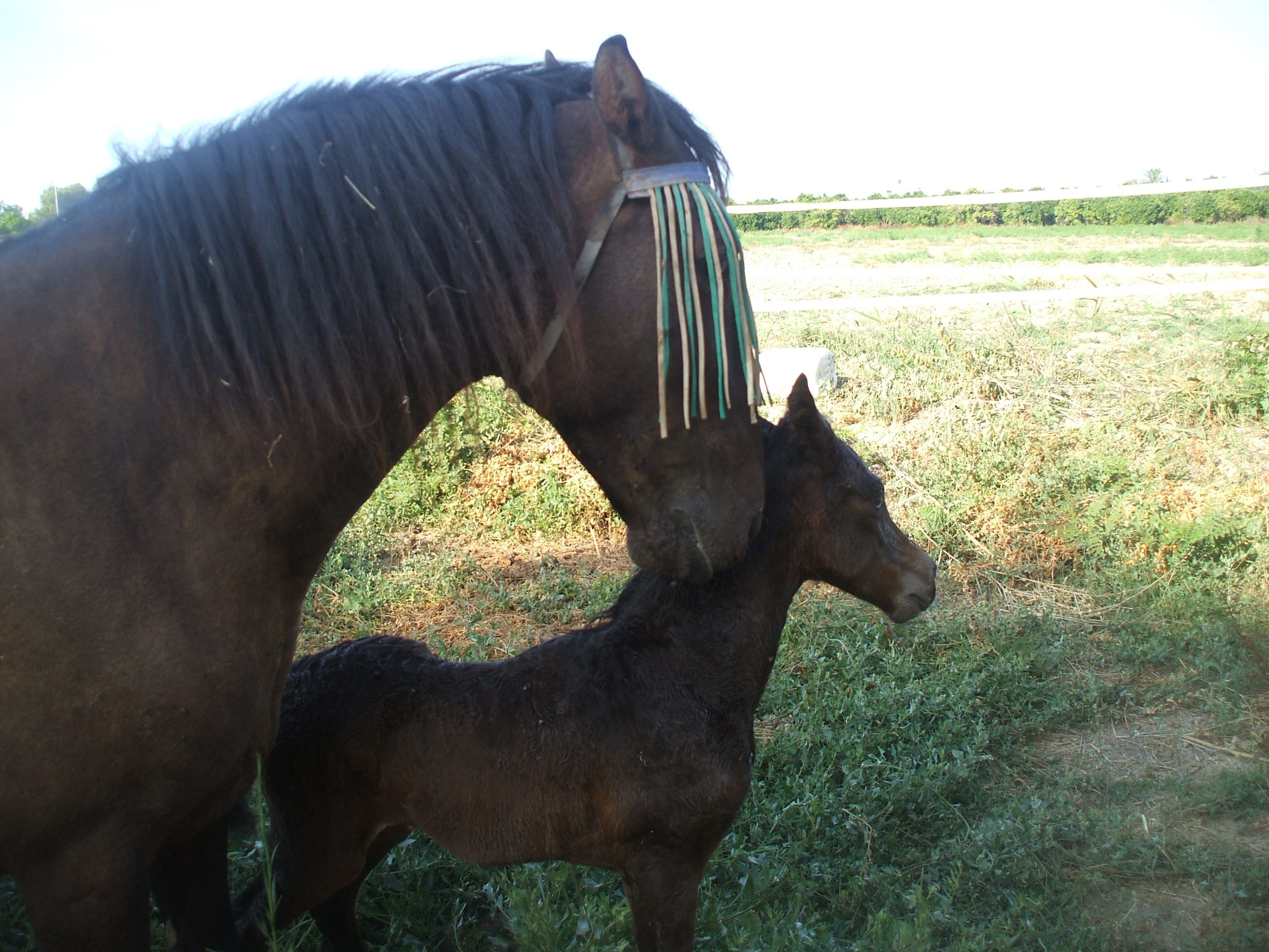 Sophia and her foal Katy-Rose