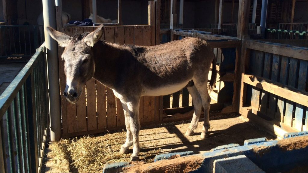 Braveheart cuando fue rescatado