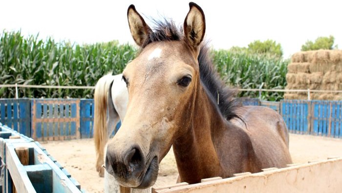 El nacimiento de Lily fue casi un milagro.