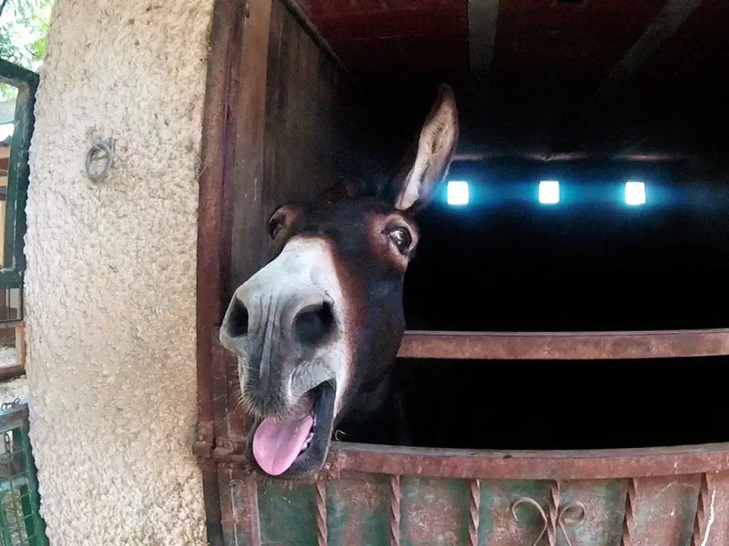 El burro Marty en un establo